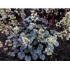 Heuchera 'Flores Snow'