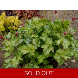 Heuchera 'Flower Carpet'