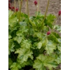 Heuchera 'Flower Carpet'