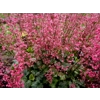 Heuchera 'Flower Power'