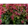 Heuchera 'Flower Power'