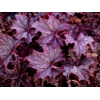 Heuchera 'Grande Amethyst'