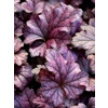 Heuchera 'Happy Purpe'