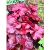 Heuchera 'Happy Ruby'