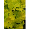 Heuchera 'Lemon Dinosaur'