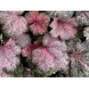 Heuchera 'Pinky Panky