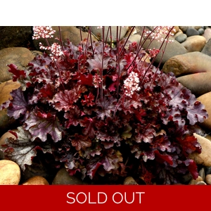 Heuchera 'Ruby Tuesda'y'