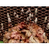 Heucherella 'Art and Crafts'