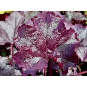 Heuchera 'Emily'