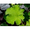 Heuchera 'Rex Lime'