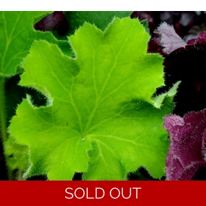Heuchera 'Rex Lime'