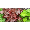 Heuchera 'World Caffe Vienna'