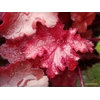Heuchera 'World Caffe Vienna'