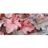 Heuchera 'World Caffe Vienna'