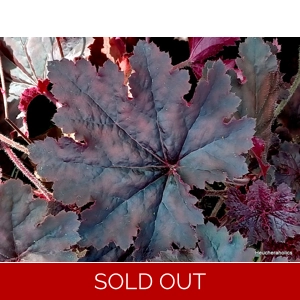 Heuchera 'Barkers Biggun'
