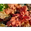 Heuchera 'World Caffe Arabica'