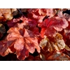 Heuchera 'World Caffe Arabica'