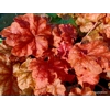 Heuchera 'World Caffe Arabica'