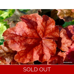 Heuchera 'World Caffe Arabica'
