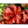 Heuchera 'World Caffe Arabica'