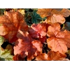 Heuchera 'World Caffe Arabica'