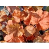 Heuchera 'World Caffe Arabica'