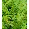 Polystichum setiferum 'Herrenhausen'