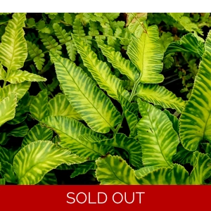 Coniogramme emeiensis