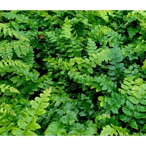 Polystichum polyblepharum