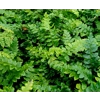Polystichum polyblepharum