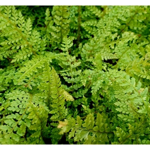 Polystichum setiferum 'Herrenhausen'