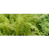 Polystichum setiferum 'Herrenhausen'