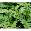Polypodium vulgare
