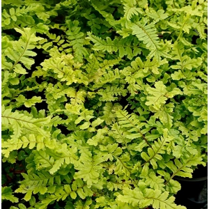 Dryopteris cristata 'The King