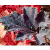 Heuchera 'Binoche'