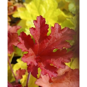 Heuchera 'Cranberry' - Indian Summer Series