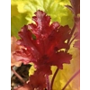 Heuchera 'Cranberry' - Indian Summer Series