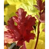 Heuchera 'Cranberry' - Indian Summer Series