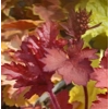 Heuchera 'Cranberry' - Indian Summer Series