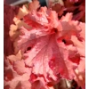 Heuchera 'Cranberry' - Indian Summer Series