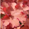 Heuchera 'Cranberry' - Indian Summer Series