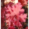 Heuchera 'Cranberry' - Indian Summer Series