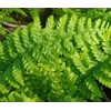 Polystichum setiferum 'Dahlem'