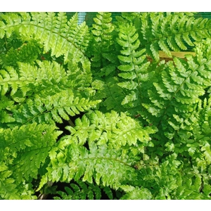 Polystichum setiferum 'Dahlem'