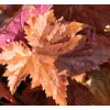 Heuchera 'Copper Dinosaur'
