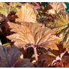 Heuchera 'Copper Dinosaur'