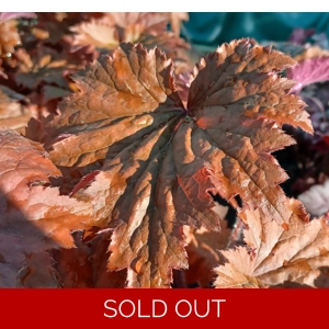 Heuchera 'Copper Dinosaur'