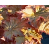Heuchera 'Copper Dinosaur'