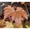 Heuchera 'Copper Dinosaur'