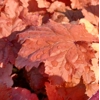 Heuchera 'Bloody Dinosaur'